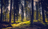 Choosing an email service provider: Focus on the trees or the forest?
