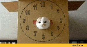 time-cat
